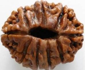 Rudraksha