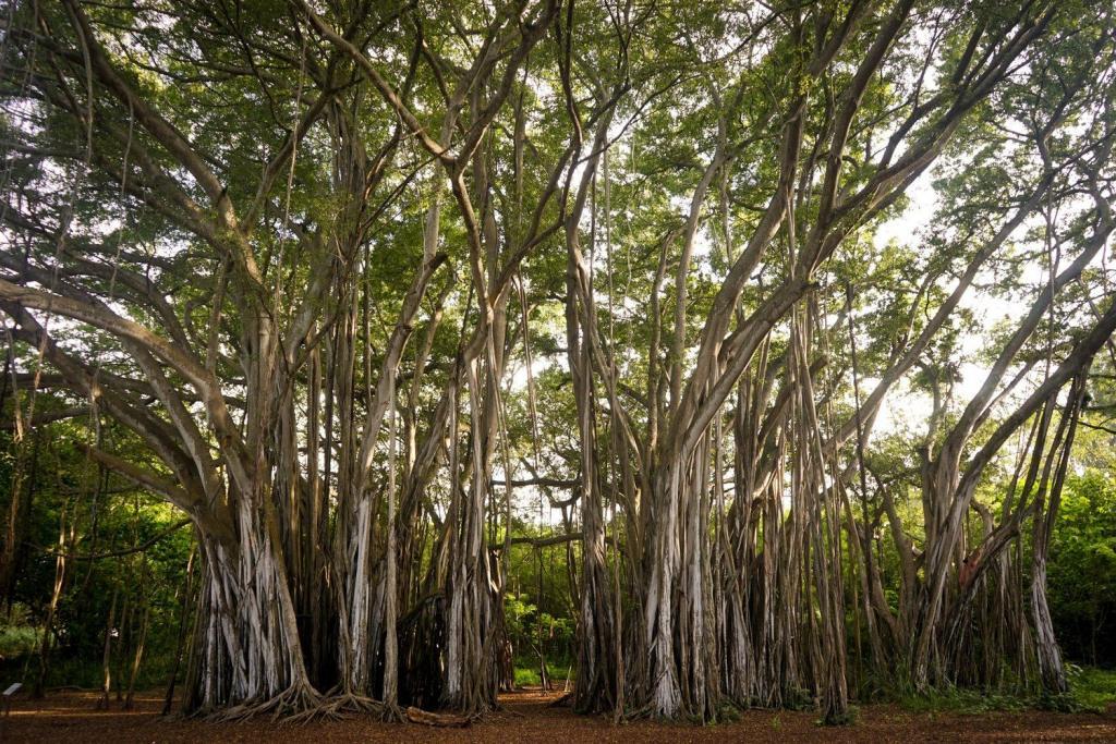 Banyan Tree - Vat