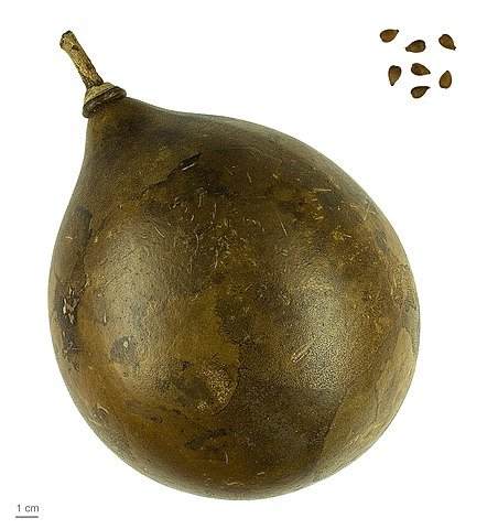 Kamandalu fruit